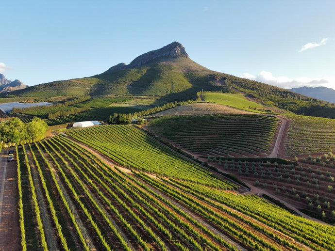 Stellenbosch Wine Region: Unveiling the Essence of South African Winemaking