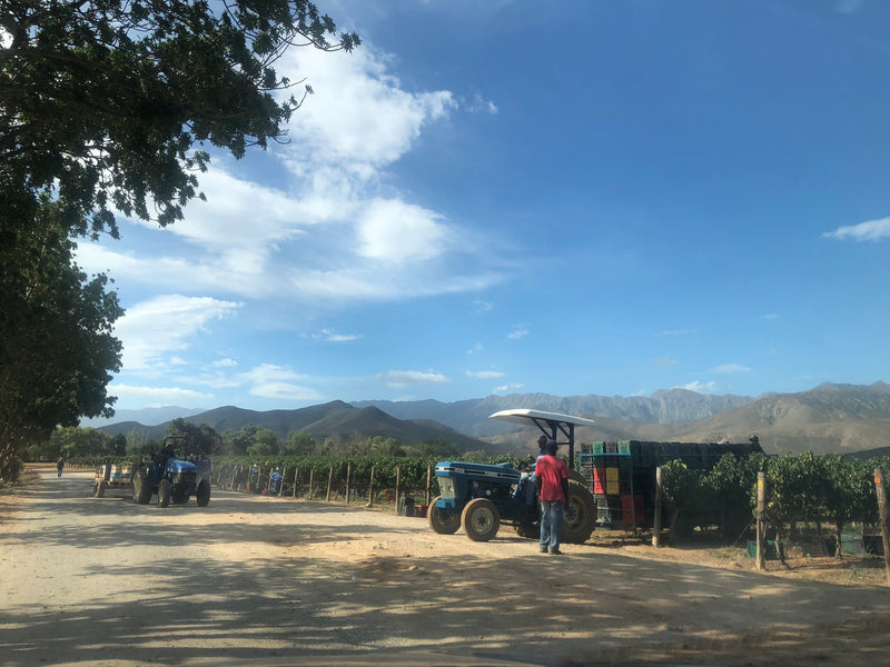 South African Wine Farms Close during 21 day Lockdown [Covid -19]