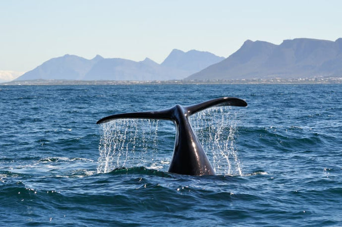 Visit Hermanus: Where Whales meet Spectacular Wines